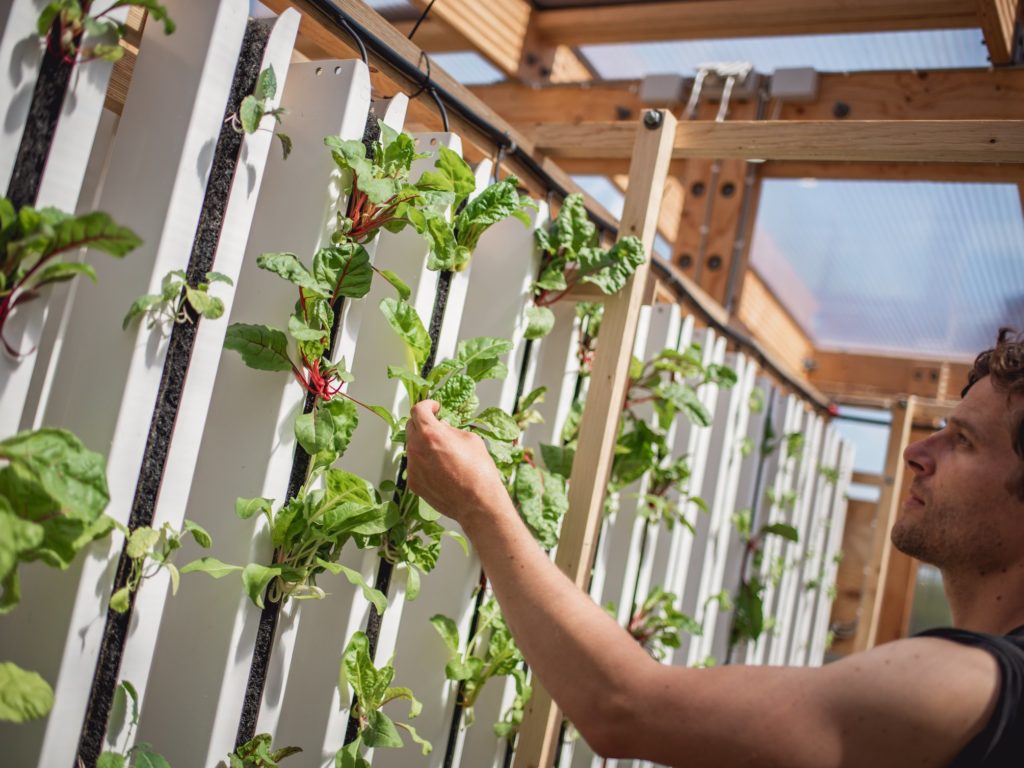 høst af planter fra lodrette væksttårne på Impact Farm